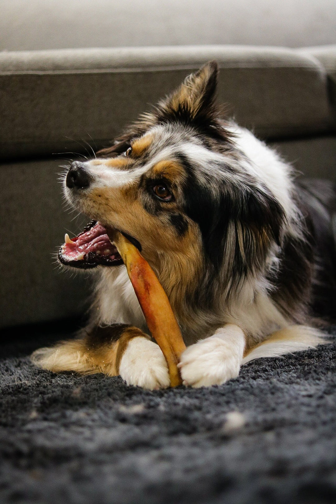 cheeky bully stick