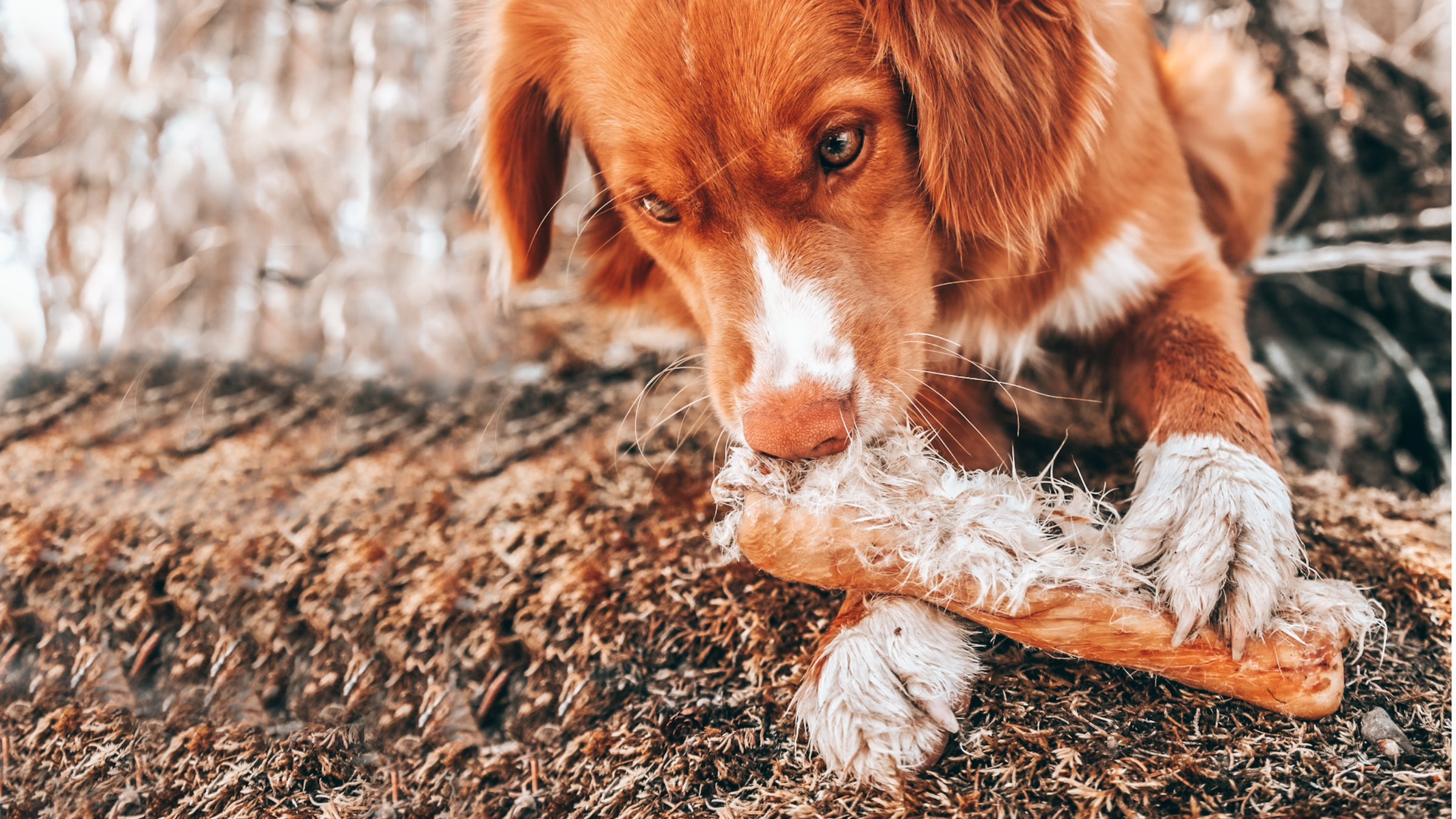 Gâteries à mâcher pour chien