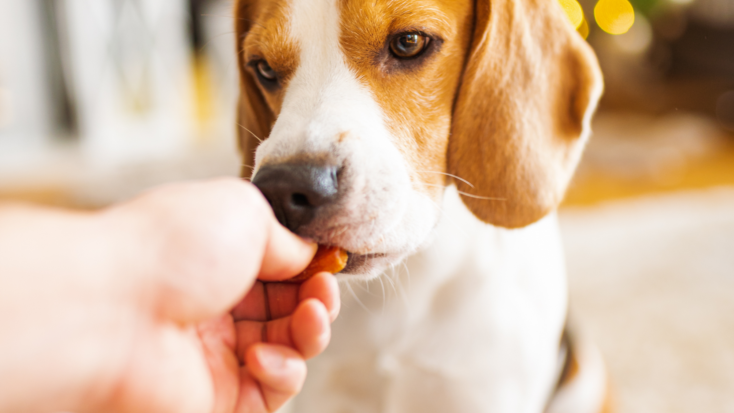 Gâterie chien, entrainement, récompenses, stella & chewy's, crunchy os, fruitables, wild weenies