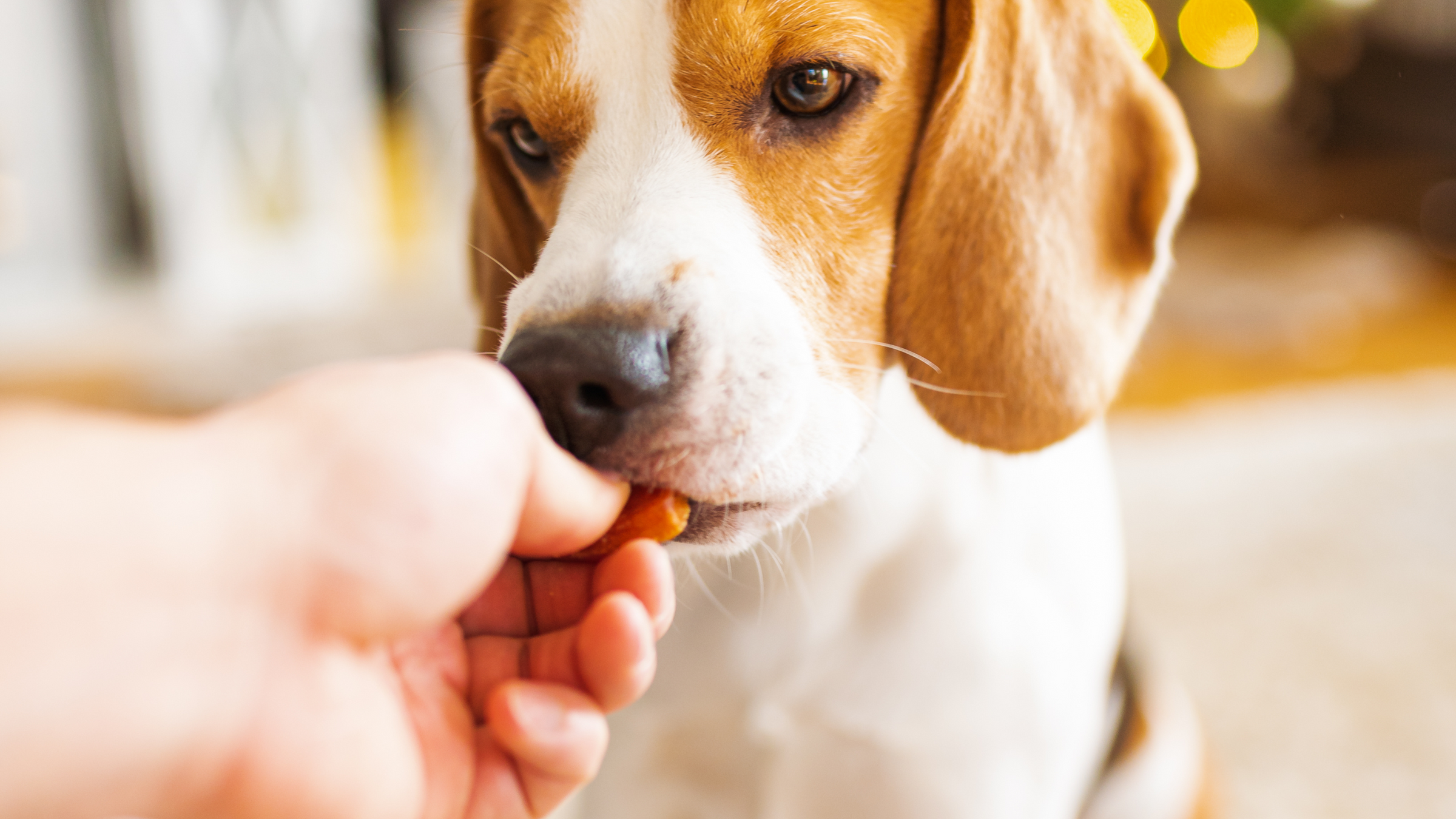 Gâterie chien, entrainement, récompenses, stella & chewy's, crunchy os, fruitables, wild weenies 