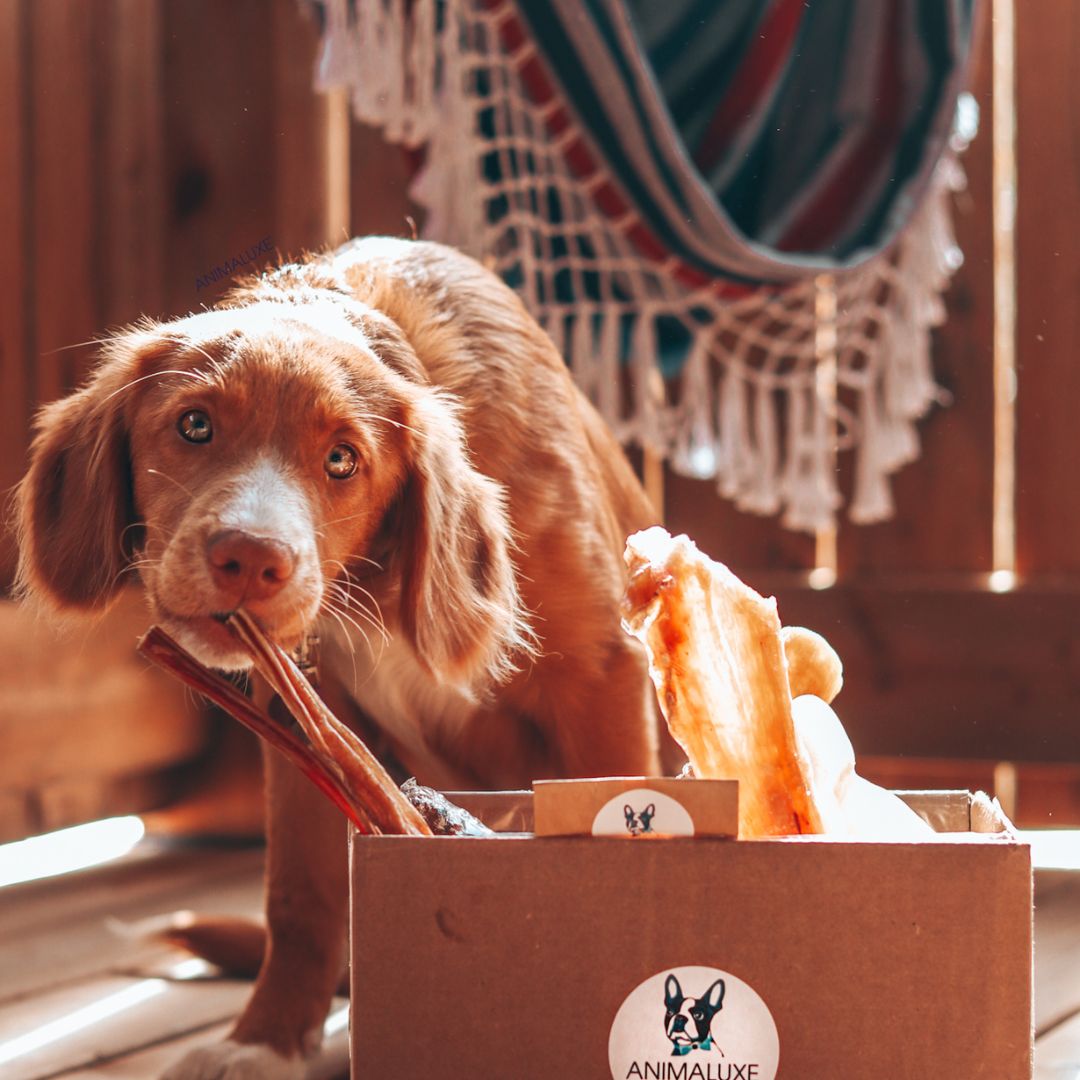 L'économie circulaire au service de la mastication naturelle pour chien