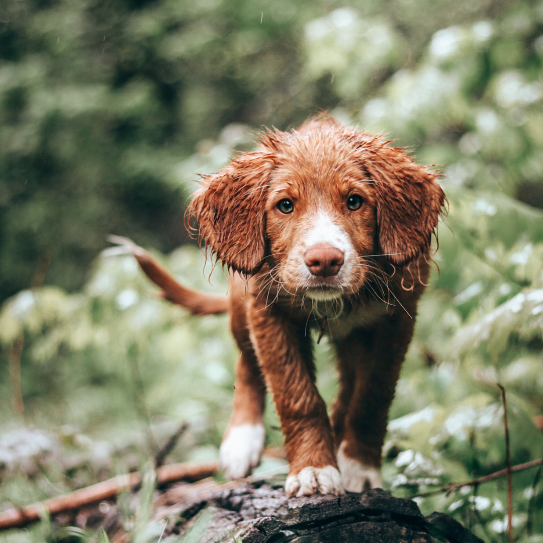 10 gammes de produits éco-responsables pour les chiens qu’on adore 