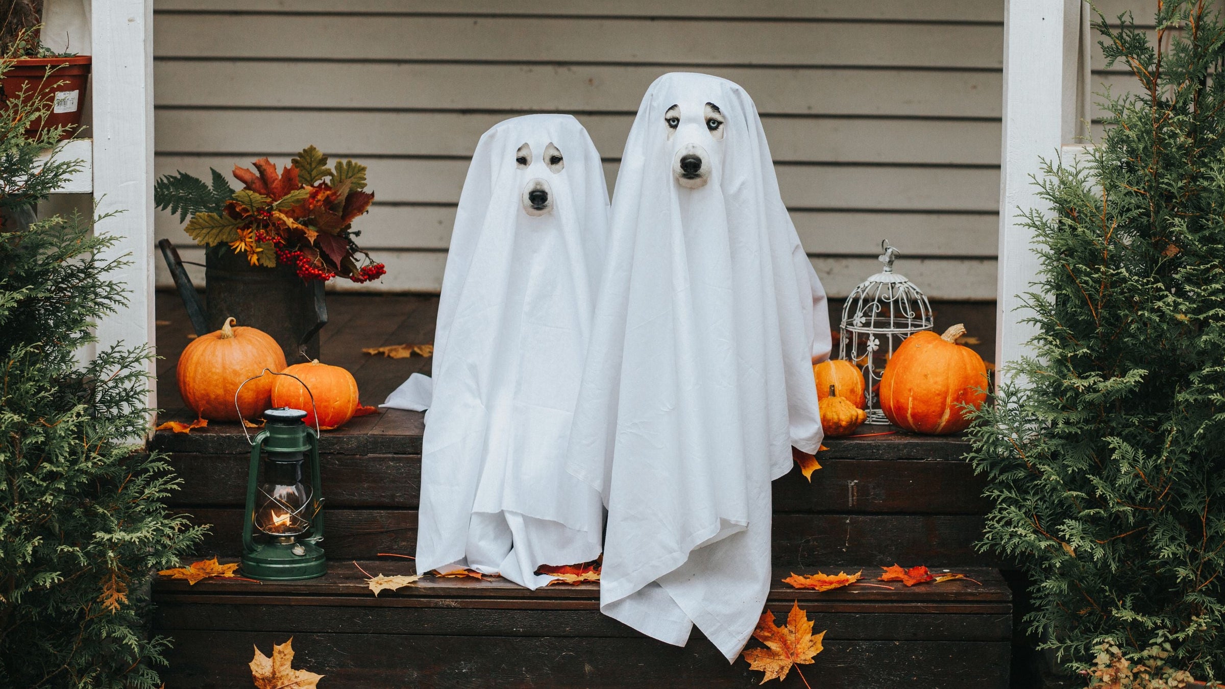 Spooky Promo