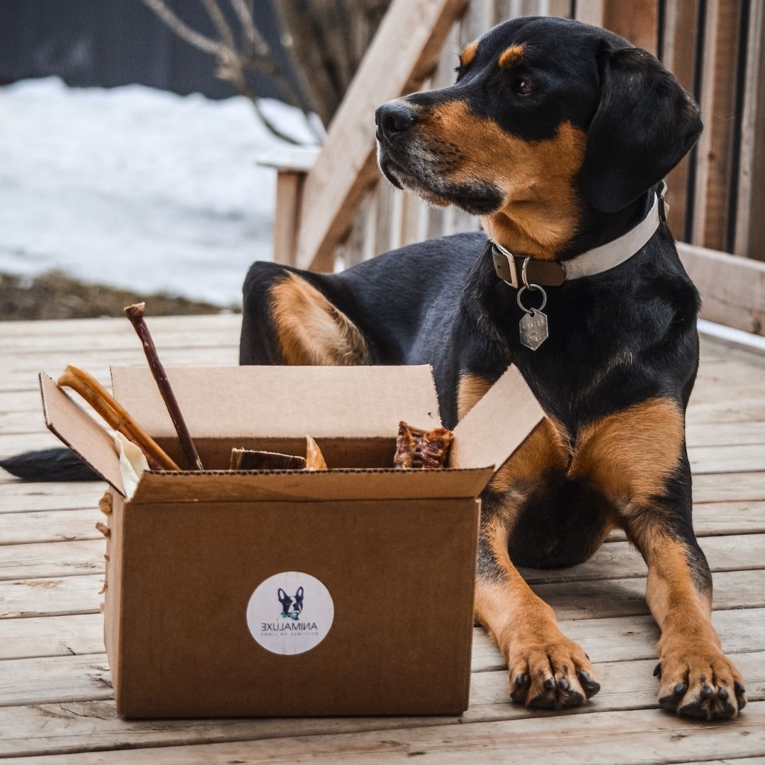 Nos sacs de transport pour tous les chiens – BABINE Concept-Store