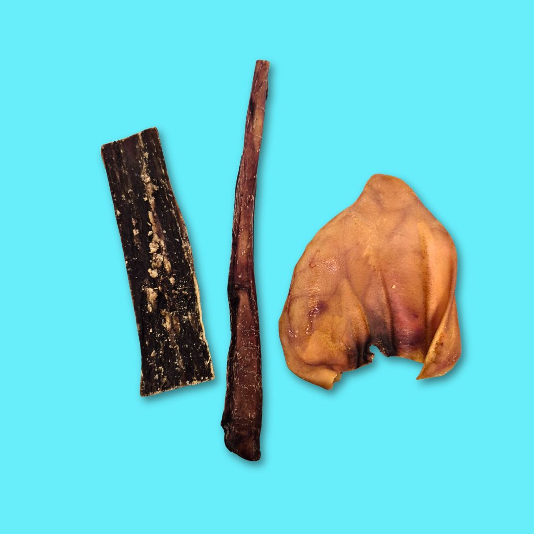 Trio irrésistible pour chien