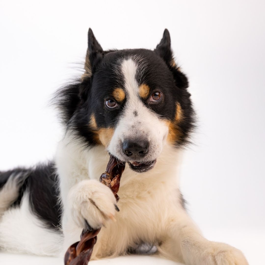 Écono-kit - Œsophage de bœuf tressé naturel 12'' pour chien