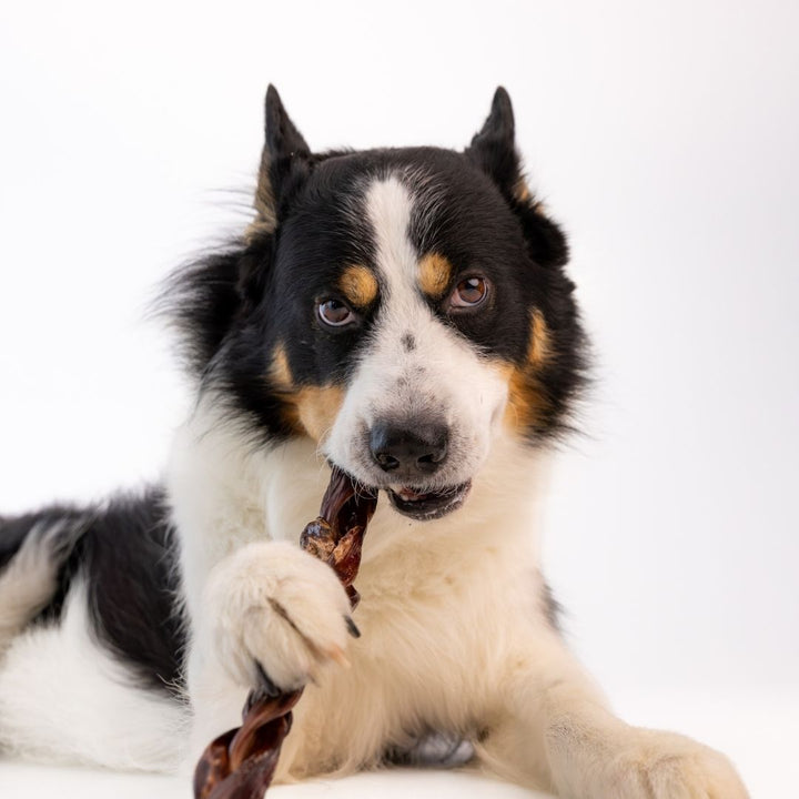 Écono-kit - Œsophage de bœuf tressé naturel 12'' pour chien