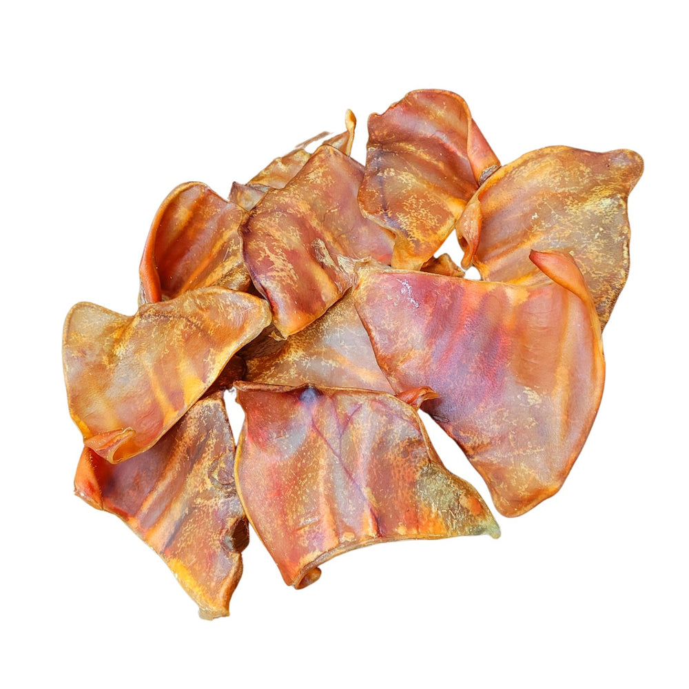 mastication chien